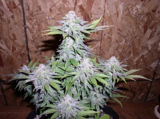Oct-Harvest 008.jpg