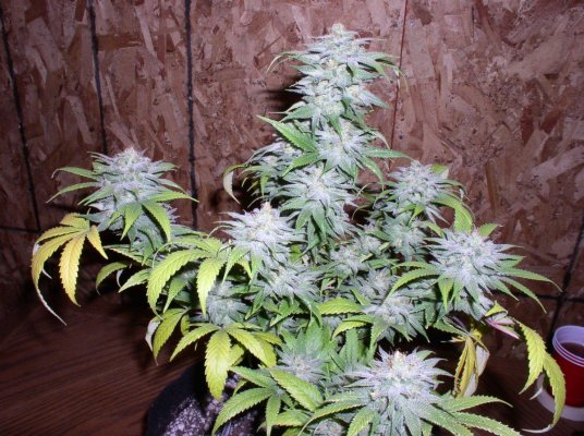 Oct-Harvest 011.jpg