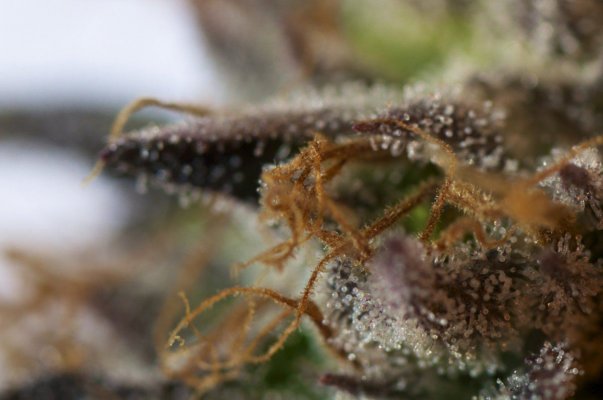 blackberry-kush-bubba-cadiliac-and-lemon-og-macros-9.jpg