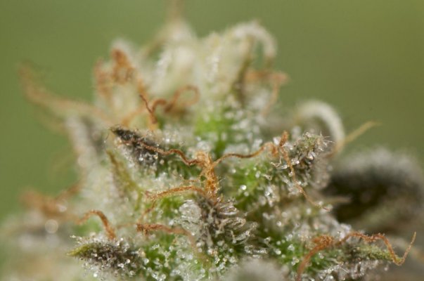 blackberry-kush-bubba-cadiliac-and-lemon-og-macros-13.jpg