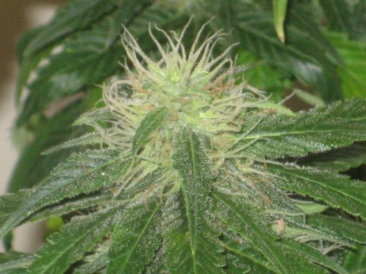 gl1 day30f a.JPG