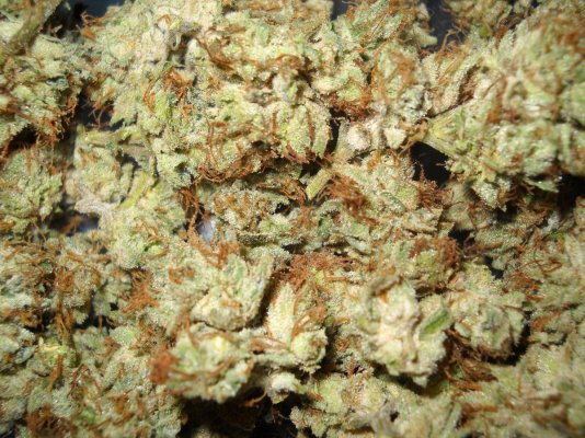 las-vegas-purple-kush--smoke-report-2.jpg