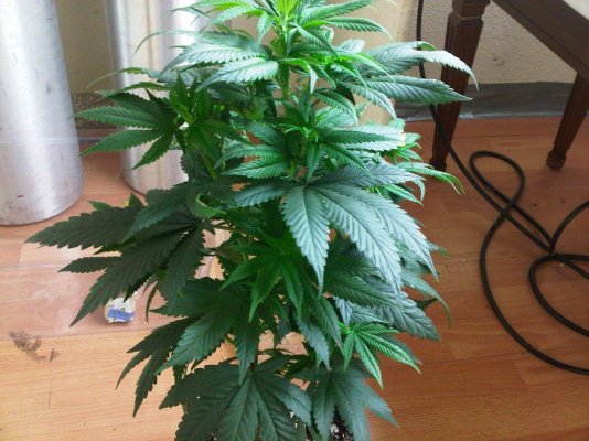 Shady’s Natural Selection… Round 4: More Strains & Growing Pains