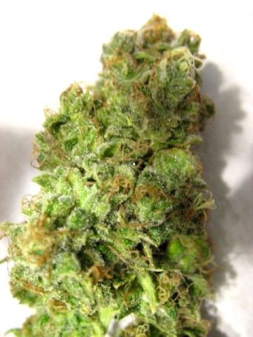 elites-ultimate-moondawg---moonshine-pheno.jpg