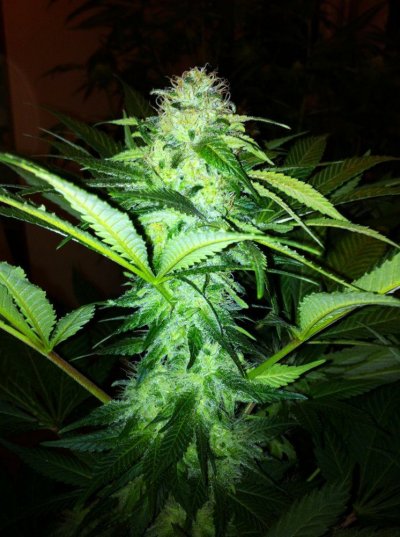 Blue Venom & THC Bomb done