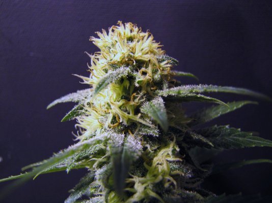 Blue Venom & THC Bomb done