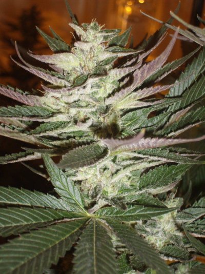 Frosty originals