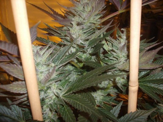 Frosty originals