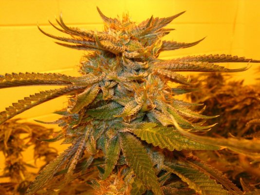 white-master-white-urkel-white-bubba-white-fire-4.jpg