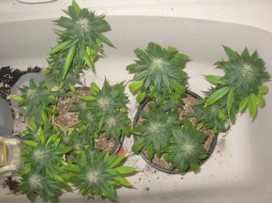 gl day36f.JPG
