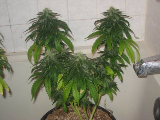 gl2 day36f c.JPG