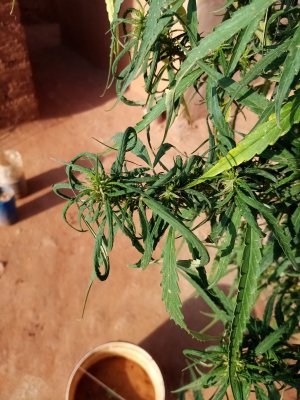 OG Kush, New Flower Room, 2nd grow, and another thread 🤣🤣