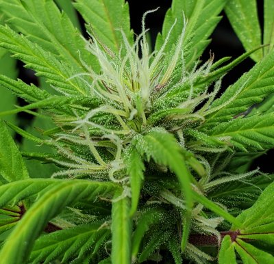 Lets see your 2020 Outdoor Plants!