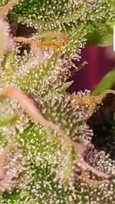 Screenshot_20200910-092013_Gallery.jpg