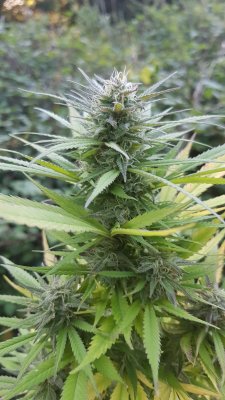 Should I harvest my Early Maroc plant?
