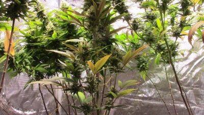 quick propagation, fir tree seeds, weed 011.JPG