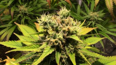 3x3 Grow Under 400 watts