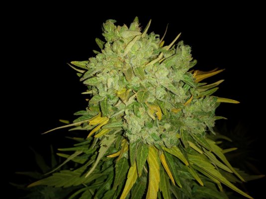 Zkittles@Sweet seeds full outdoors 2020