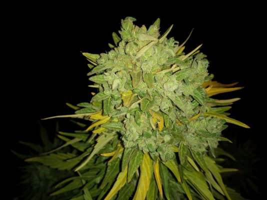 Zkittles@Sweet seeds full outdoors 2020