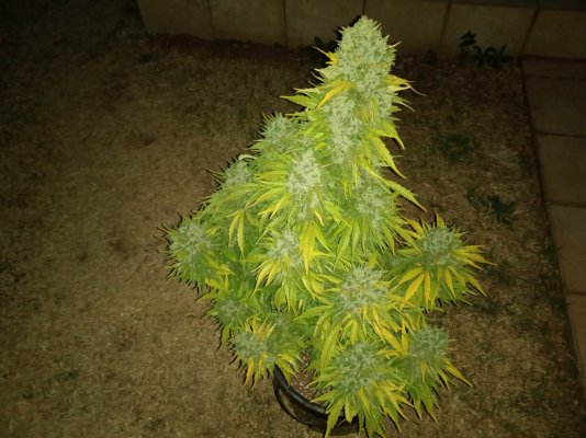 Zkittles@Sweet seeds full outdoors 2020