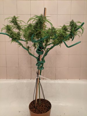 Bag Seed Grow - MacGyver Setup