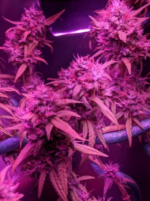 Bag Seed Grow - MacGyver Setup