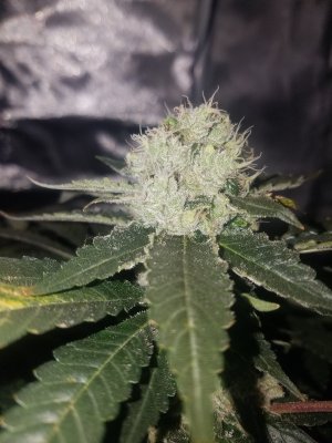 Need some help figuring out if done