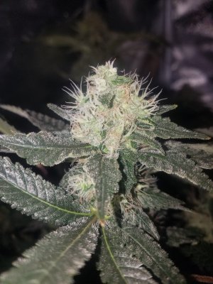 Need some help figuring out if done