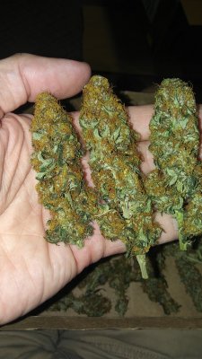 First time I grew cannabis.