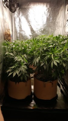 First official grow