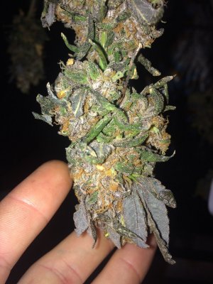 Letting plants rest before harvest (Dark time)