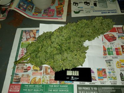 Zkittles harvest Sweet Seeds Main Cola