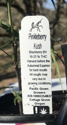Lets see your 2020 Outdoor Plants!