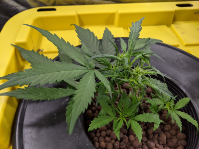 Deformed auto flower mutant fun