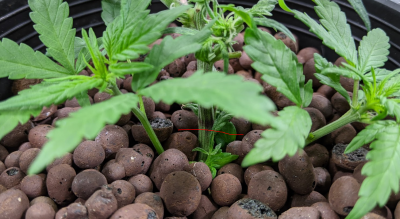 Deformed auto flower mutant fun