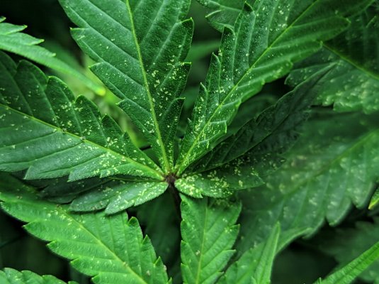 Is this white powdery mildew