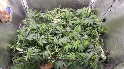 First official grow