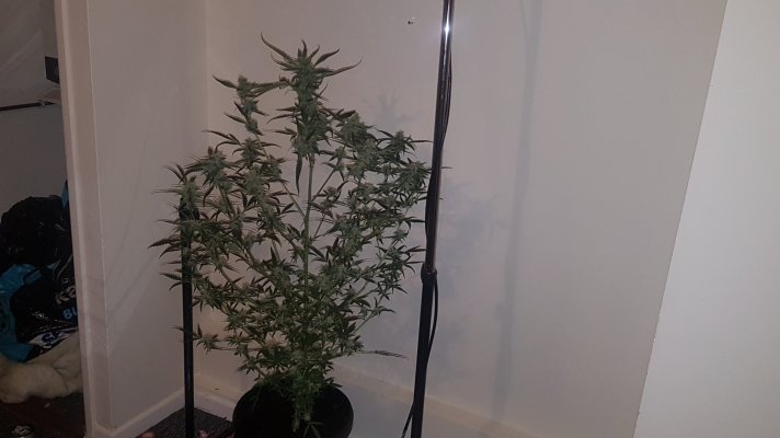 Petote 5weeks flower..comeing along nicely
