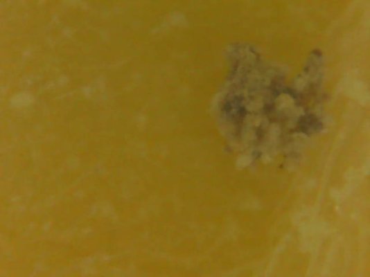 like-three-different-funguses-and-a-handful-of-bugs-2.jpeg