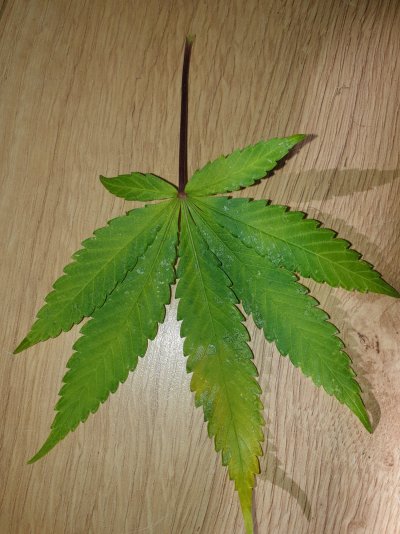 Bugs i keep getting (ID BUG ISSUE) ?