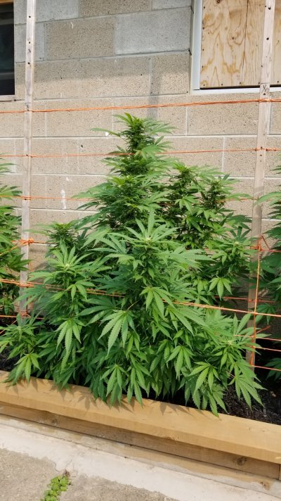 bc-big-bud---26th-day-in-flower---some-question-on-trimming-and-things-3.jpg
