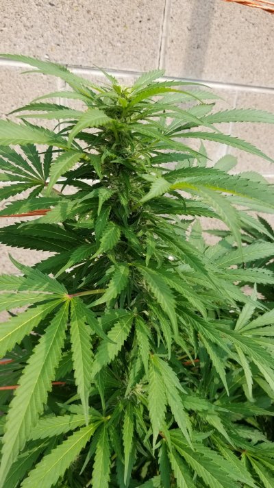 bc-big-bud---26th-day-in-flower---some-question-on-trimming-and-things-11.jpg