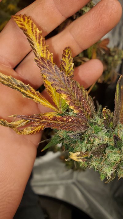deficiency or ph problem? Help