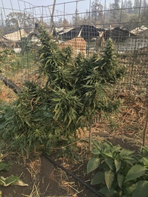 Lets see your 2020 Outdoor Plants!