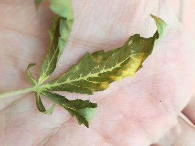 Help with this leaves. What's going on?