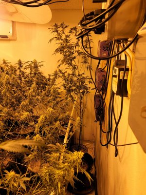 Karma Genetics  Headbanger / Mr D0p3sauce Grow Blog =]