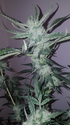 Let's See Your Frostiest Flowers