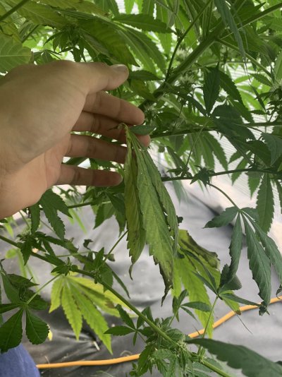phosphorus-deficiency-and-bud-rot-problems-4.jpeg