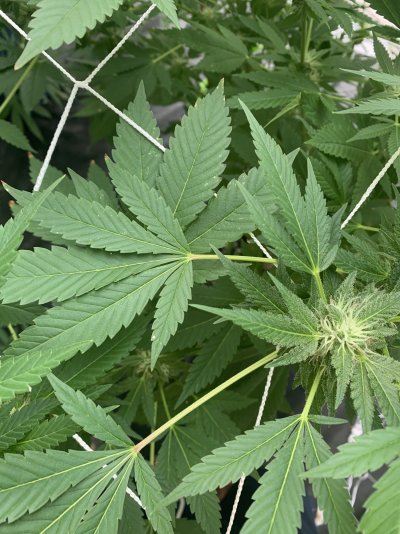 phosphorus-deficiency-and-bud-rot-problems-7.jpeg