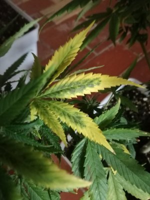 Help with this leaves. What's going on?